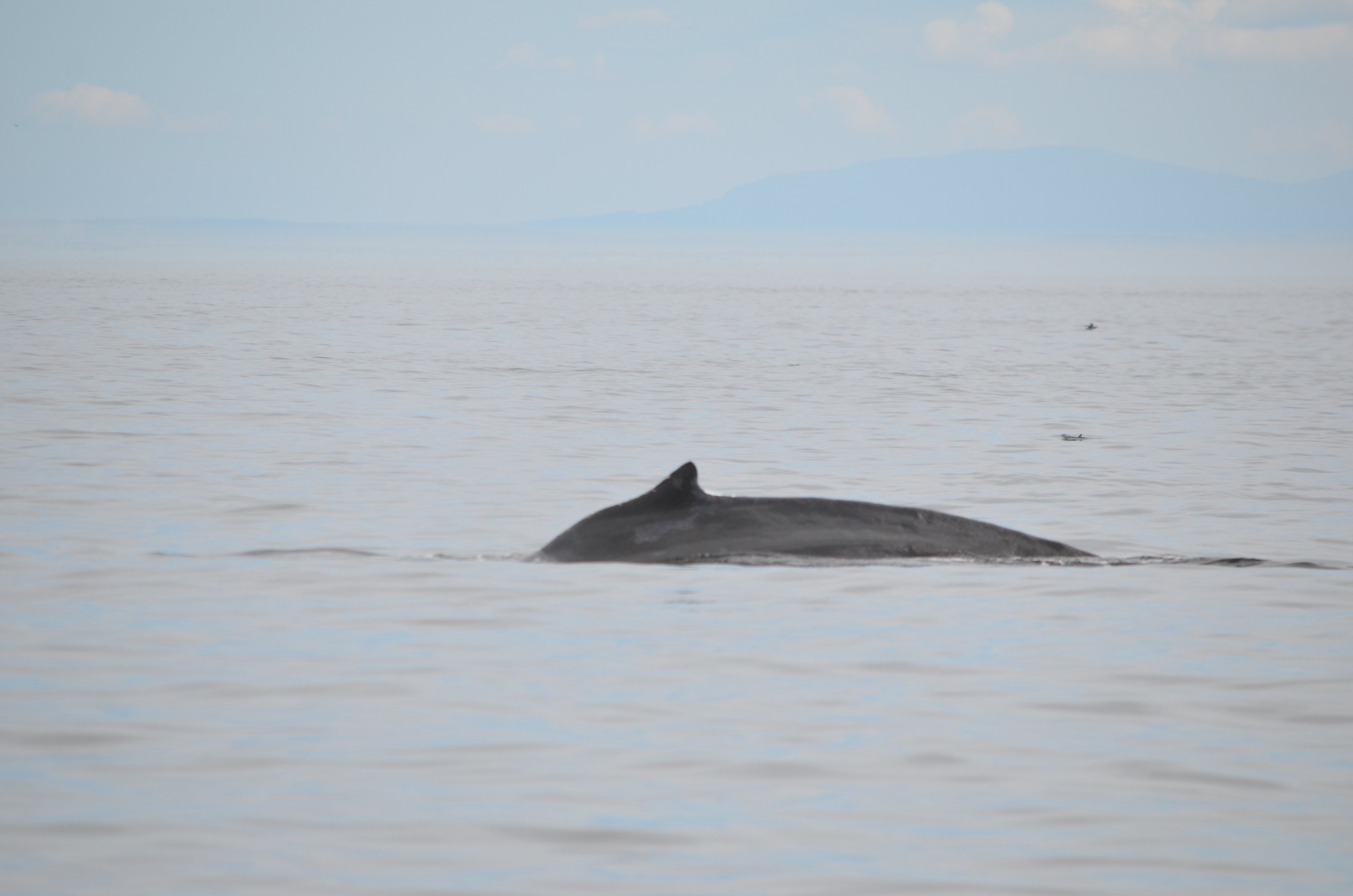 photos/wildlife/Mammal_Species/Humpback Whale/DSC_0169.JPG